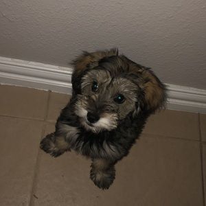 Meet your Posher, Martha